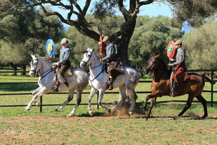 Cadiz: Andalusian Horses and Bulls Country Show - Who should book this show, and who might prefer something else