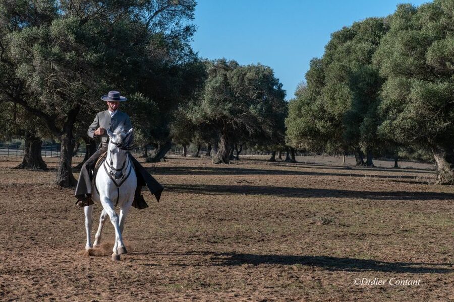 Cadiz: Andalusian Horses and Bulls Country Show - Small practical tips I’d use