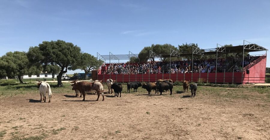 Cadiz: Andalusian Horses and Bulls Country Show - The 1.5-hour show flow: how the timing keeps it focused
