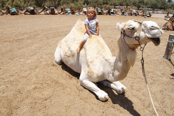 Camel Riding in Maspalomas Dunes - Staff, Organization, and Photo Moments