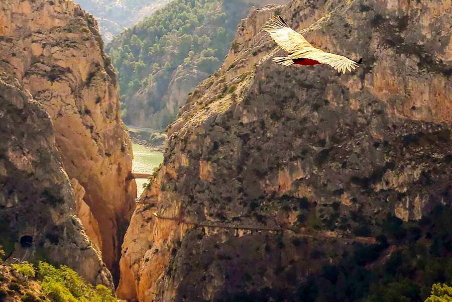 Caminito del Rey: Entry Ticket - Entering Caminito del Rey: What the Ticket Really Gives You