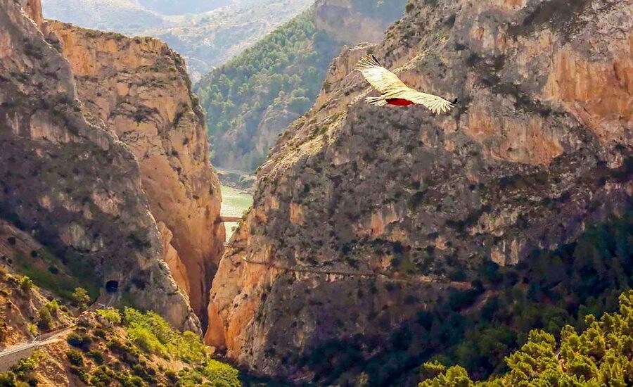 Caminito del Rey: Guided Tour and Entry Ticket - Biosphere Reserve care: what it means on the ground