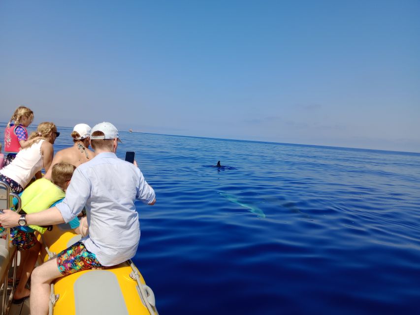 Can Picafort: Dolphin Watching Boat Tour, Swimming stop - Captains, Languages, and the Small-Group Advantage