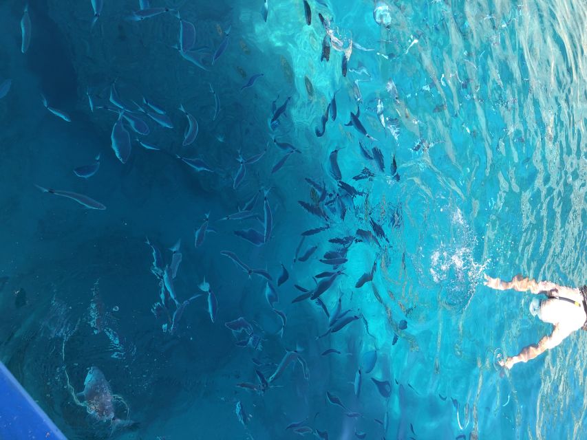 Can Picafort: Dolphin Watching Boat Tour, Swimming stop - What the 3-Hour Schedule Feels Like, from Sunrise to Swimming