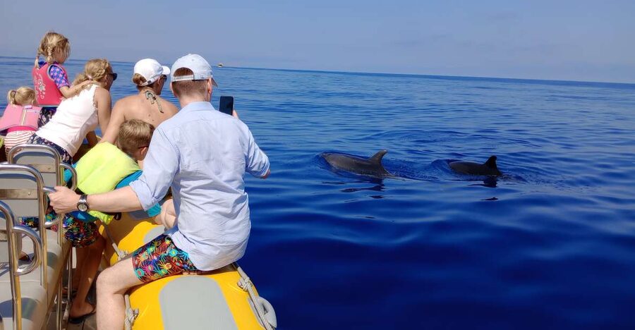 Can Picafort: Dolphin Watching Boat Tour, Swimming stop - Dolphins Up Close, Guided by the Captain
