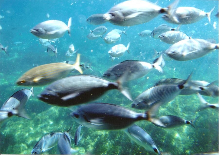 Cap Norfeu: Costa Brava Catamaran Trip with Underwater Views - What makes the Cap Norfeu catamaran different