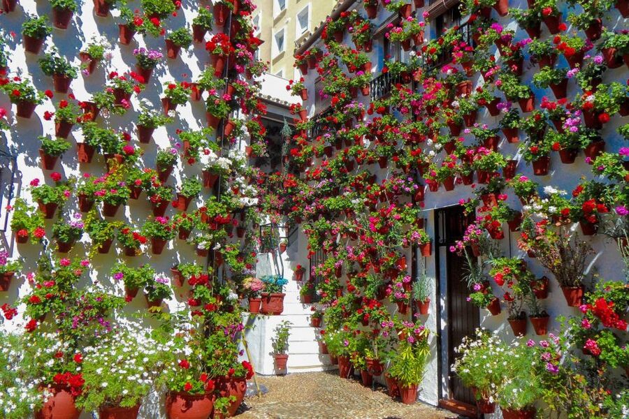 Córdoba: Guided Tour of the Patios - The patio as a social ritual, not just a garden