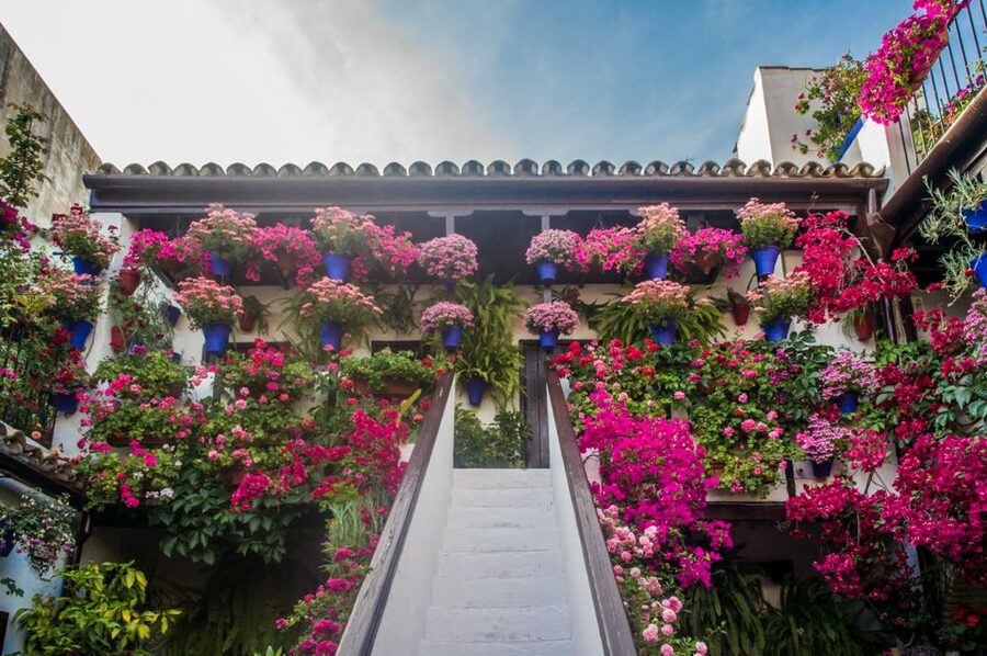 Córdoba: Guided Tour of the Patios - Meeting the patios at the right door