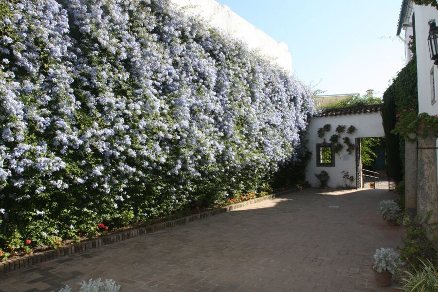 Córdoba: Viana Palace Gardens and Patios Entry Ticket - Your ticket choice: patios and gardens, not the full palace