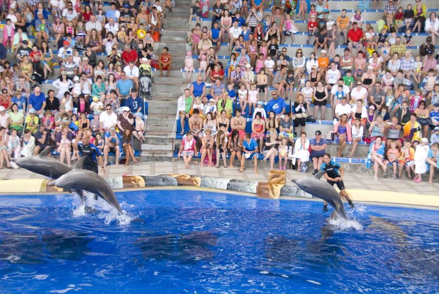 Costa Adeje: Aqualand Water Park Ticket with Dolphin Show - Is this park the smart choice compared to bigger alternatives?