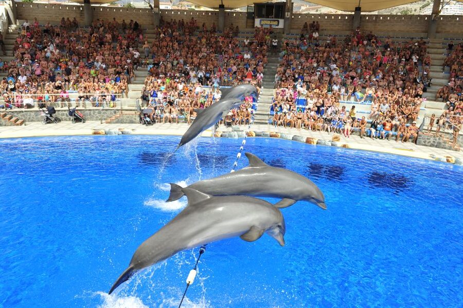Costa Adeje: Aqualand Water Park Ticket with Dolphin Show - Thrill slides you can actually make time for