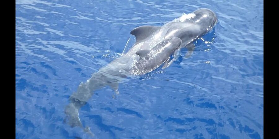 Costa Adeje: Whale and Dolphin Cruise with Food and Pickup - Costa Adeje whale and dolphin cruise, the real-world value