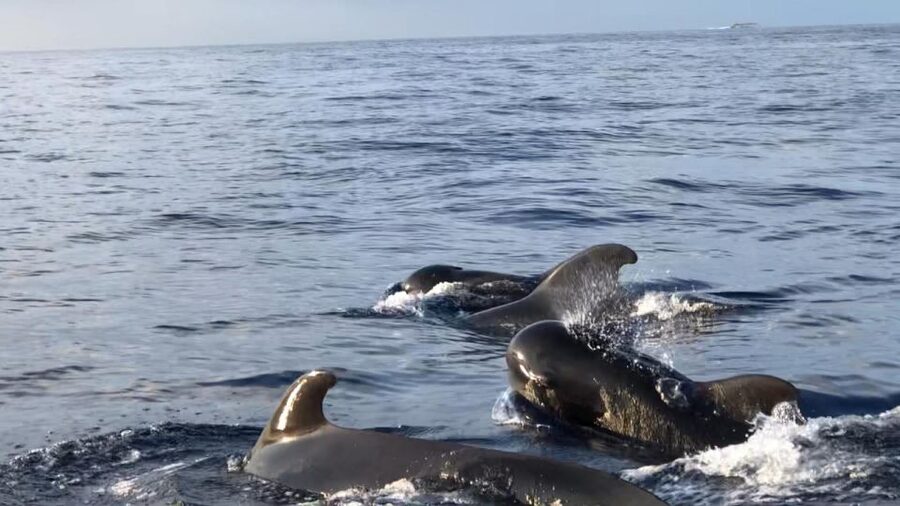 Costa Adeje: Whale and Dolphin Cruise with Food and Pickup - Wildlife spotting that feels like watching, not hunting