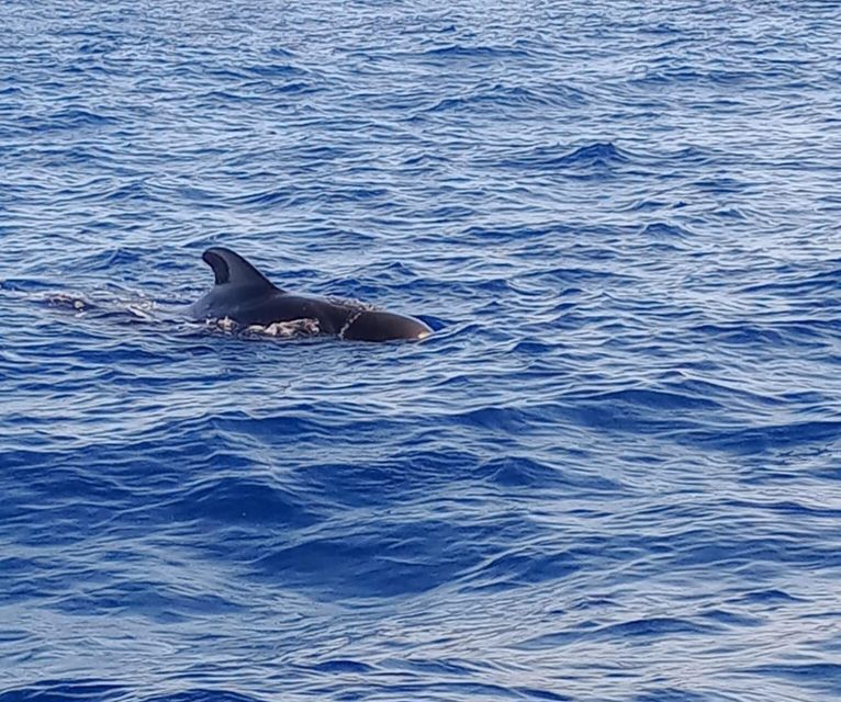 Costa Adeje: Whale and Dolphin-Watching Boat Excursion - The Captain and Guide Factor: How the Hunt Actually Works