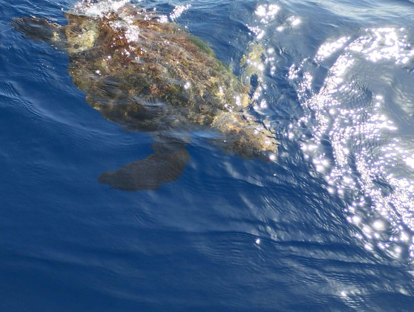 Costa Adeje: Whale and Dolphin-Watching Boat Excursion - When Seas Get Rough: How to Set Expectations for Whales vs Dolphins