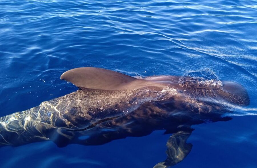Costa Adeje: Whale and Dolphin-Watching Boat Excursion - Possible Trade-Offs to Know Before You Commit