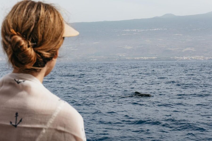Costa Adeje: Whale & Dolphin Eco-Cruise with Snacks & Drinks - The Wildlife Part: How the Crew Helps You Find Whales and Dolphins