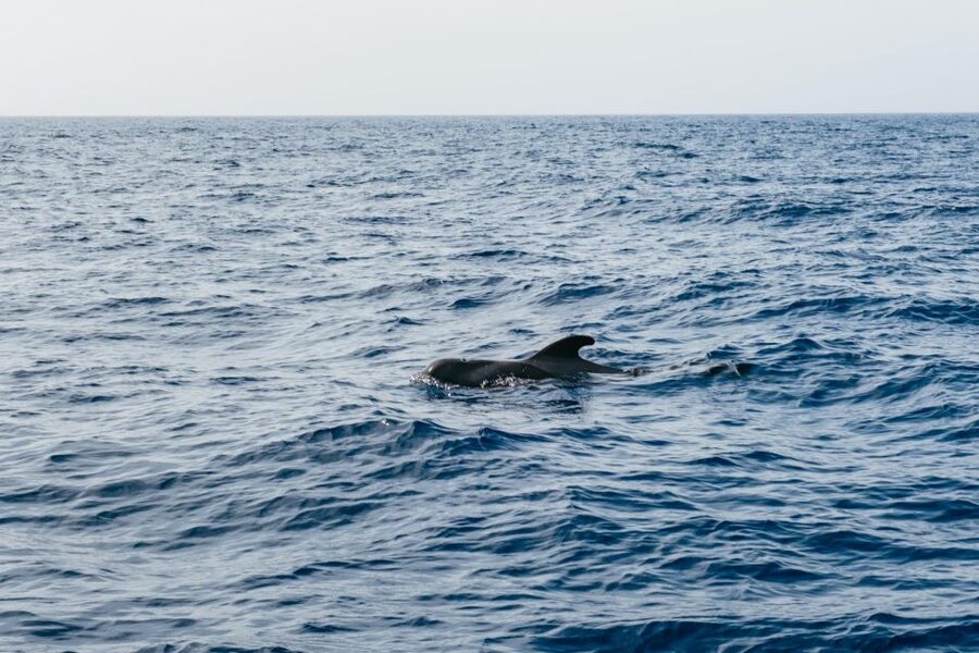 Costa Adeje: Whale & Dolphin Eco-Cruise with Snacks & Drinks - The Swim and Snorkel Stop: Fun, But Pack Smart