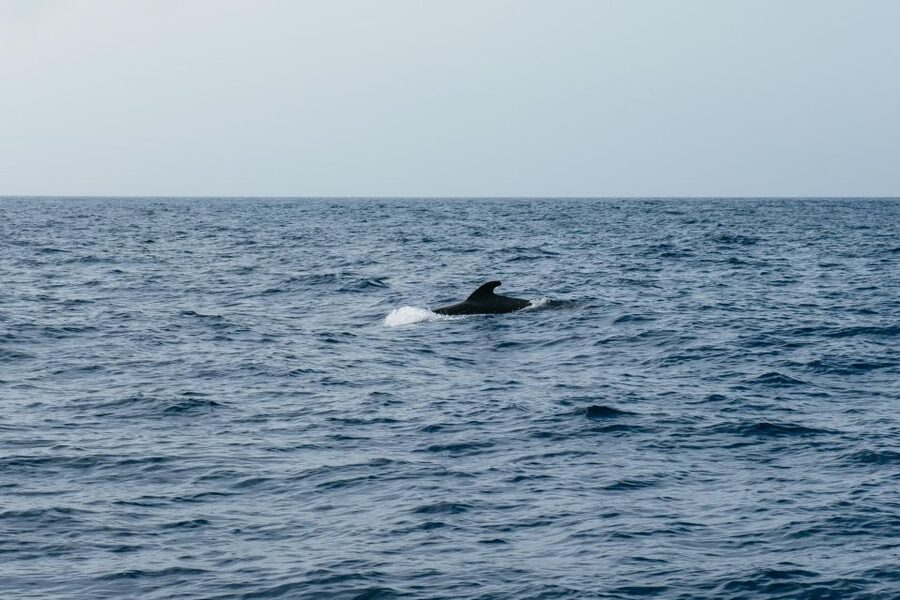 Costa Adeje: Whale & Dolphin Eco-Cruise with Snacks & Drinks - Who Will Love This, and Who Should Prepare Extra