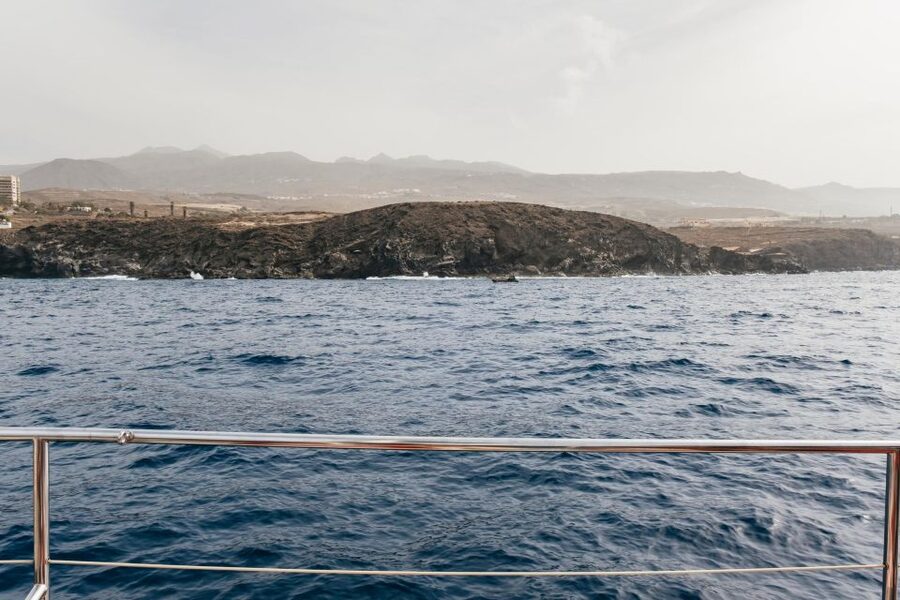 Costa Adeje: Whale & Dolphin Eco-Cruise with Snacks & Drinks - Quick Know-Before-You-Go Checklist
