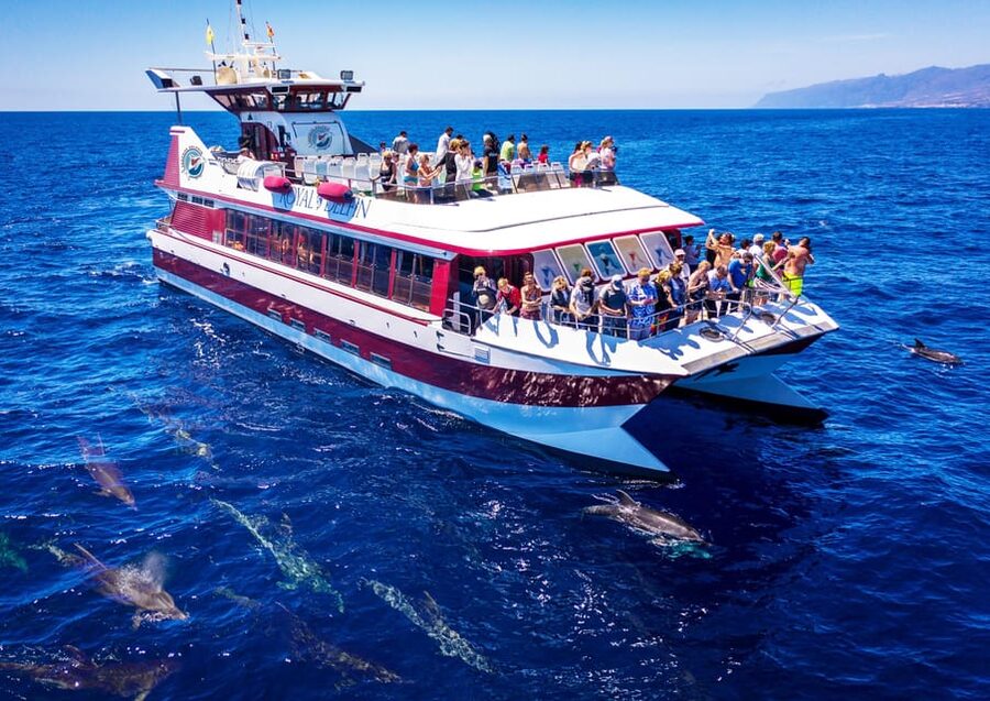 Costa Adeje: Whale & Dolphin Submarine Vision Mini Cruise - Key highlights you will care about