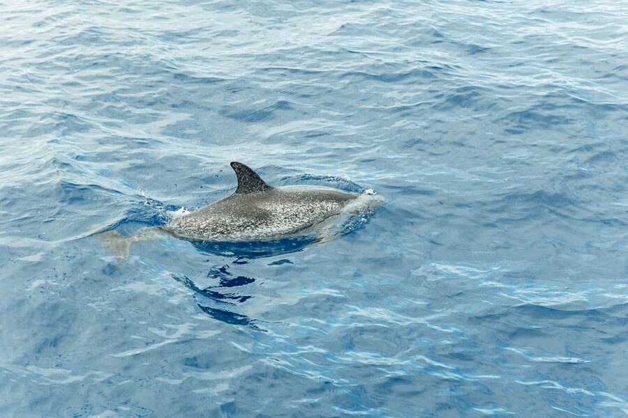 Costa Adeje: Whale & Dolphin Submarine Vision Mini Cruise - Price and value: why $35 for 2 hours can be a smart buy