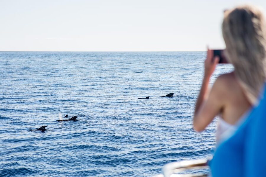 Costa Adeje: Whale & Dolphin Submarine Vision Mini Cruise - Sailing the Adeje coast for pilot whales and dolphins year-round