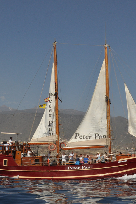 Costa Adeje: Whale & Dolphin Watching Cruise with Swim - FAQ
