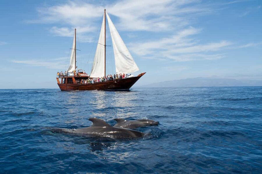 Costa Adeje: Whale & Dolphin Watching Cruise with Swim - The swim stop: crystal water, 15 to 20 minutes, and captain discretion