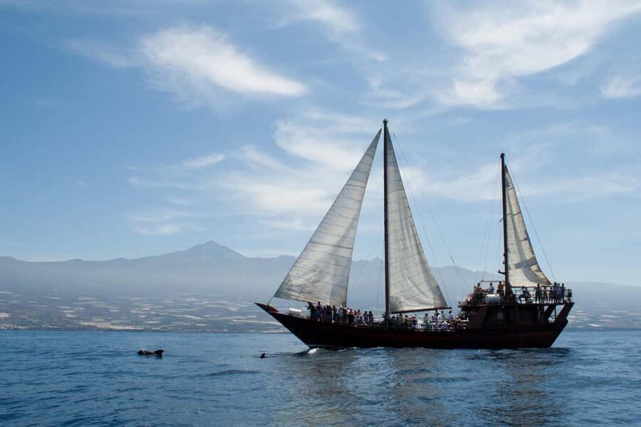 Costa Adeje: Whale & Dolphin Watching Cruise with Swim - Deck comfort, onboard rules, and the small things you’ll feel