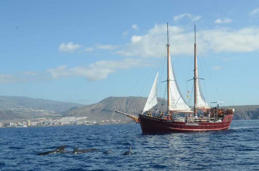 Costa Adeje: Whale & Dolphin Watching Cruise with Swim - Timing and duration: choosing 2 hours versus a longer outing