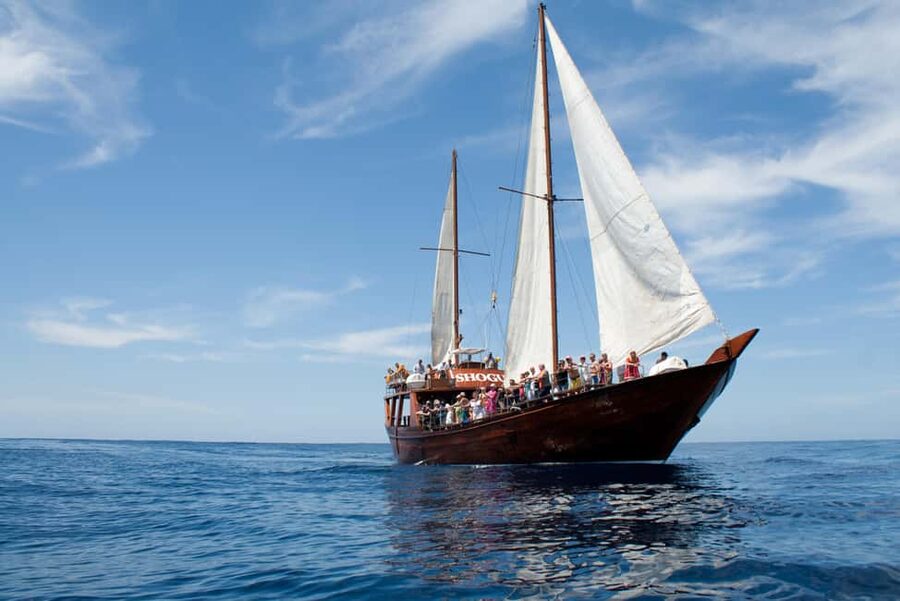 Costa Adeje: Whale & Dolphin Watching Cruise with Swim - Price and value at around $29 per person