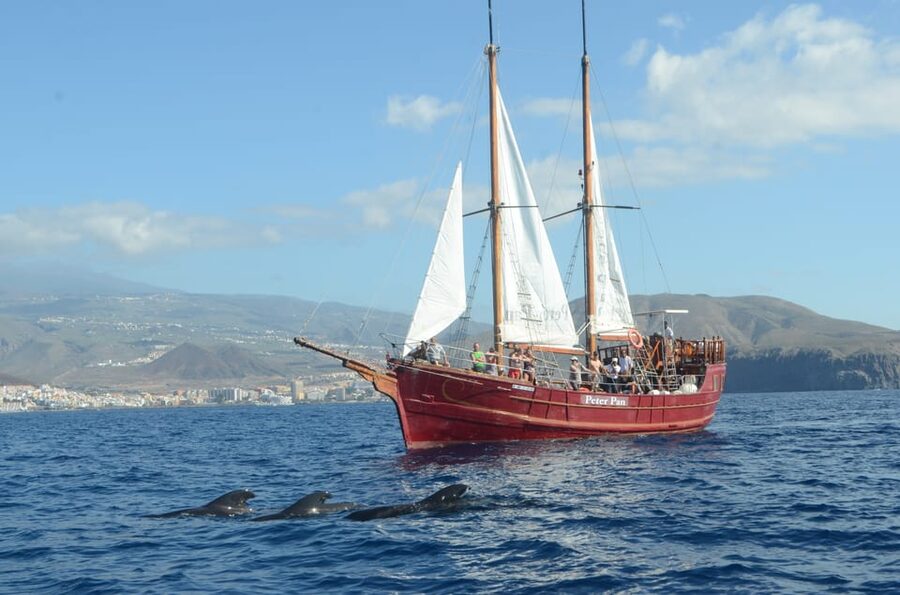Costa Adeje: Whale & Dolphin Watching Cruise with Swim - Who should book this (and who should skip it)