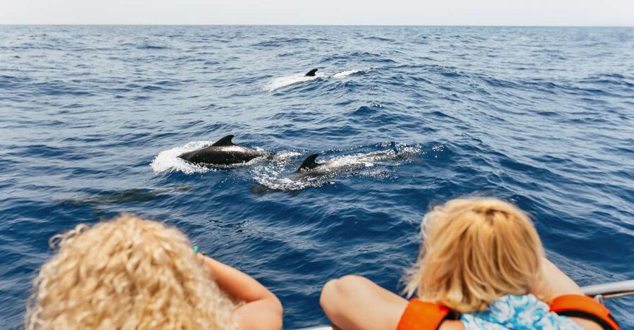 Costa Adeje: Whale Watching Catamaran Tour with Drinks - Key things I’d watch for on this catamaran tour