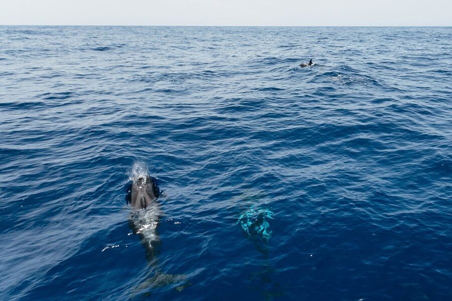 Costa Adeje: Whale Watching Catamaran Tour with Drinks - How the crew finds whales and keeps the experience ethical