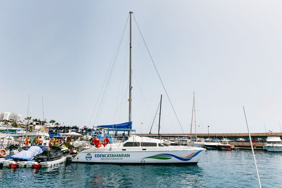 Costa Adeje: Whale Watching Catamaran Tour with Drinks - Dolphins, fish farms, and the squid facts you’ll hear on board