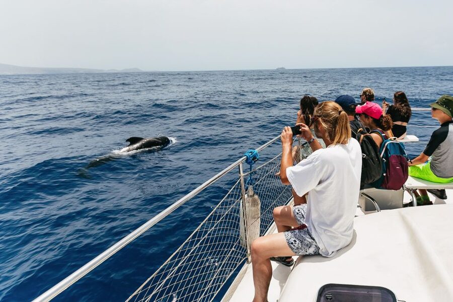Costa Adeje: Whale Watching Catamaran Tour with Drinks - Free drinks onboard: value you’ll feel right away