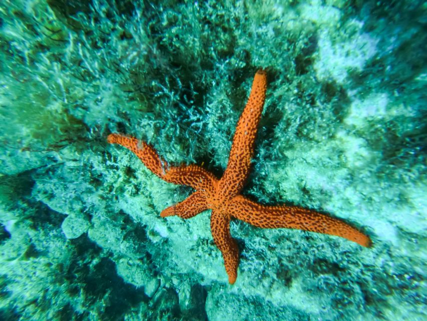 Costa Brava: Sea Caves Kayaking and Snorkeling Tour - Snorkelling Stop: Clear Water, Short Time, Real Marine Encounters