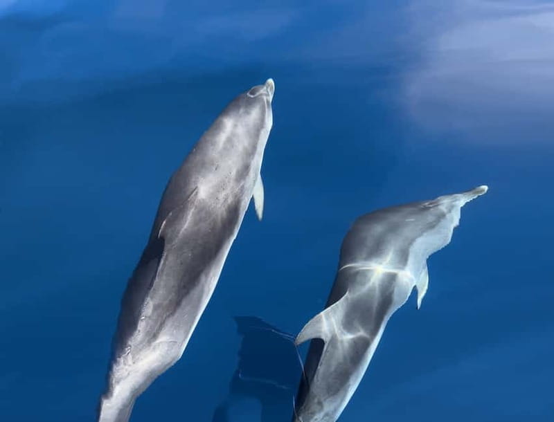 Costa Calma: Fuerteventura Dolphin Watching Boat Tour - Quick hits before you go