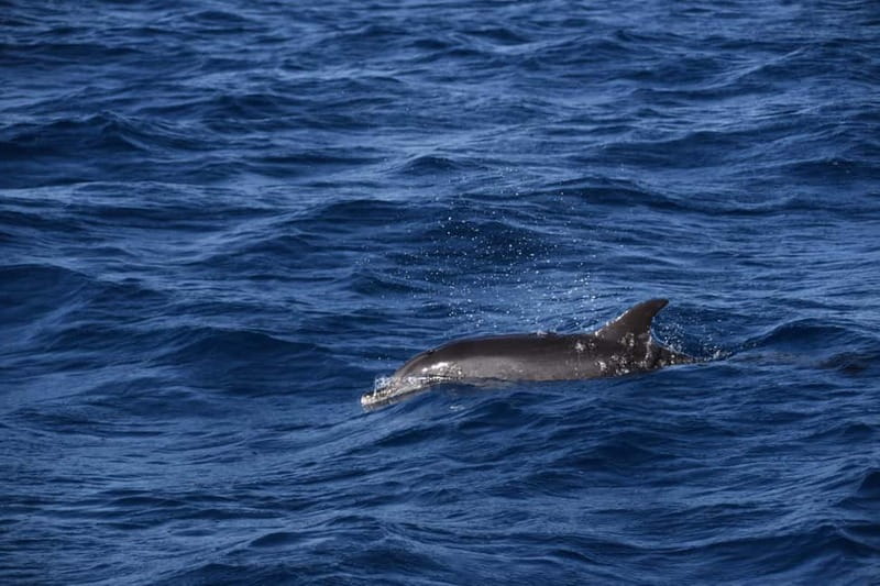 Costa Calma: Fuerteventura Dolphin Watching Boat Tour - The boat ride itself: speed, sea birds, and Morro Jable views