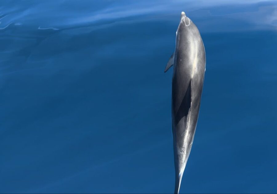Costa Calma: Fuerteventura Dolphin Watching Boat Tour - Wildlife spotting beyond dolphins: sea birds, manta rays, and surprises