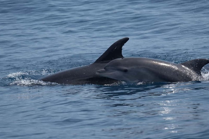 Costa Calma: Fuerteventura Dolphin Watching Boat Tour - What the 2.5 hours feels like, minute by minute