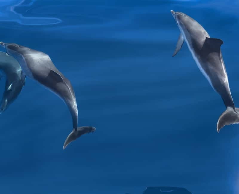 Costa Calma: Fuerteventura Dolphin Watching Boat Tour - Meeting points, hotel transfers, and getting to the dock fast