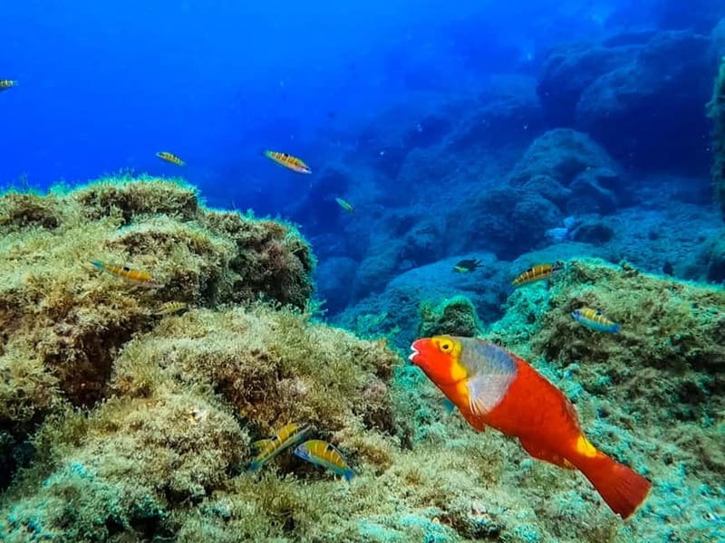 Costa Teguise: Guided 2-hour Snorkeling Tour for all levels - Why Costa Teguise snorkeling works so well for beginners and non-experts
