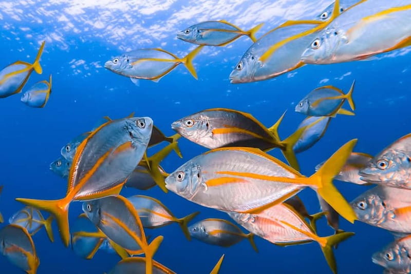Costa Teguise: Guided 2-hour Snorkeling Tour for all levels - Kitted up and comfortable: wetsuit gear actually changes the whole day