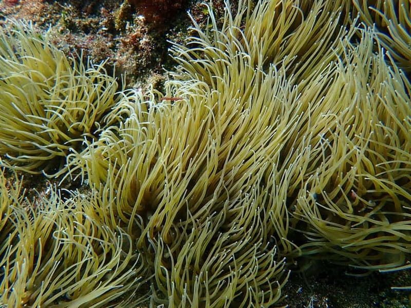Costa Teguise: Guided 2-hour Snorkeling Tour for all levels - Pacing and timing: why the 2 hours can feel both short and long