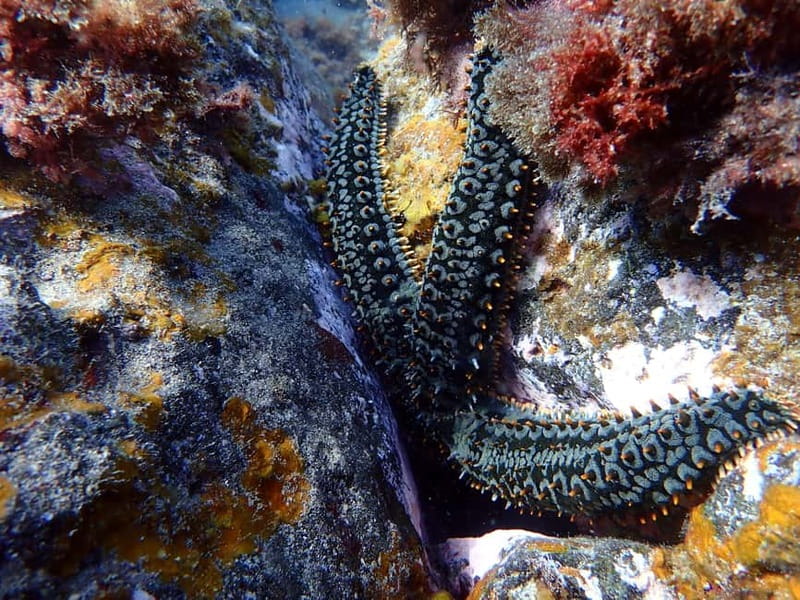 Costa Teguise: Guided 2-hour Snorkeling Tour for all levels - Safety and comfort: the small details that make people trust the tour