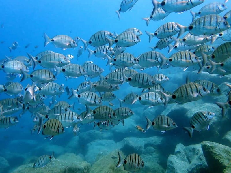 Costa Teguise: Guided 2-hour Snorkeling Tour for all levels - What’s included in the price, and why it feels fair for $57