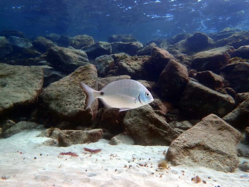 Costa Teguise: Guided 2-hour Snorkeling Tour for all levels - What to bring, and what to avoid so the tour runs smoothly