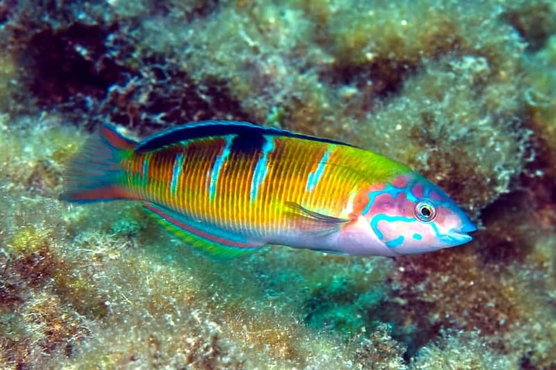 Costa Teguise: Guided 2-hour Snorkeling Tour for all levels - Getting ready at 2:30 PM: what the start feels like